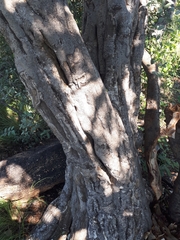 Strychnos madagascariensis