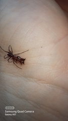 Micrathena swainsoni