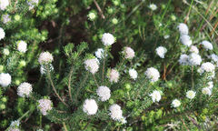 Agathosma gonaquensis