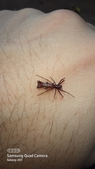 Micrathena swainsoni