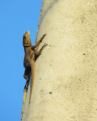 Tropidurus hispidus