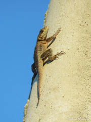 Tropidurus hispidus