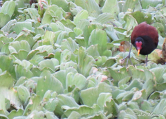 Jacana jacana