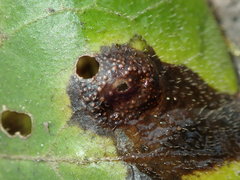 Puccinia asarina