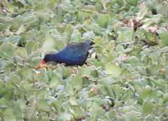 Porphyrio martinica
