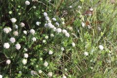 Agathosma gonaquensis