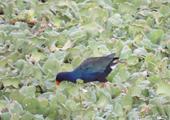 Porphyrio martinica