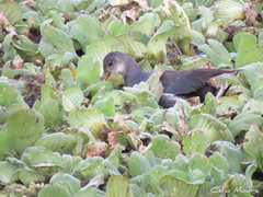 Porphyrio martinica