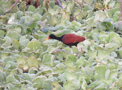 Jacana jacana