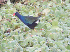 Porphyrio martinica