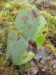 Puccinia asarina
