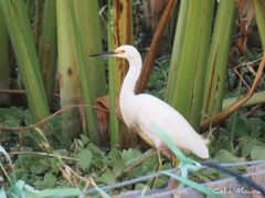 Egretta thula