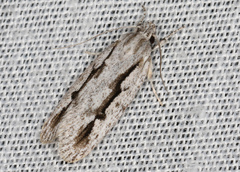 Eulechria xeropterella