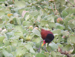 Jacana jacana