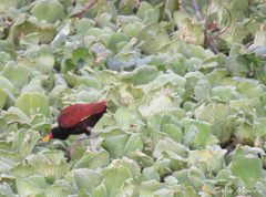 Jacana jacana