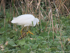 Egretta thula