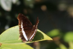 Eurytela hiarbas