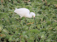 Egretta thula