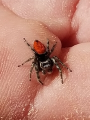 Phidippus phoenix