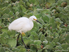 Egretta thula
