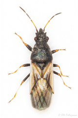 Metopoplax origani