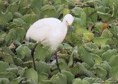 Egretta thula