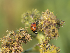 Coccinella septempunctata