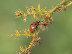 Coccinella septempunctata