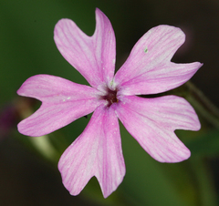 Phlox speciosa