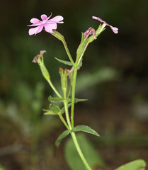 Phlox speciosa