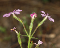 Phlox speciosa