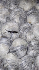 Sapyga quinquepunctata