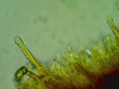 Veluticeps fimbriata image