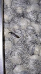 Sapyga quinquepunctata