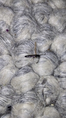 Sapyga quinquepunctata