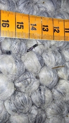 Sapyga quinquepunctata