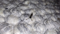 Sapyga quinquepunctata