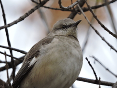 Mimus polyglottos