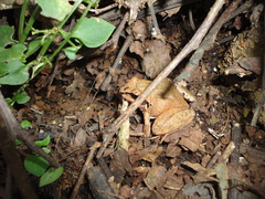 Craugastor mexicanus