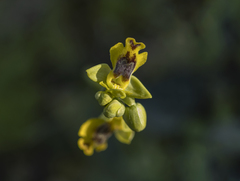 Ophrys lutea galilaea