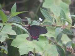 Parides montezuma