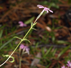 Phlox speciosa