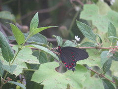 Parides montezuma