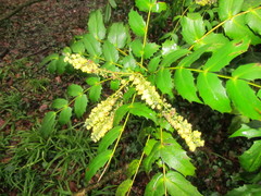 Berberis bealei
