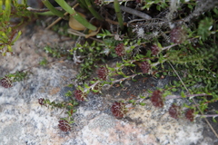 Stoebe prostrata