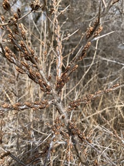 Hippophae rhamnoides