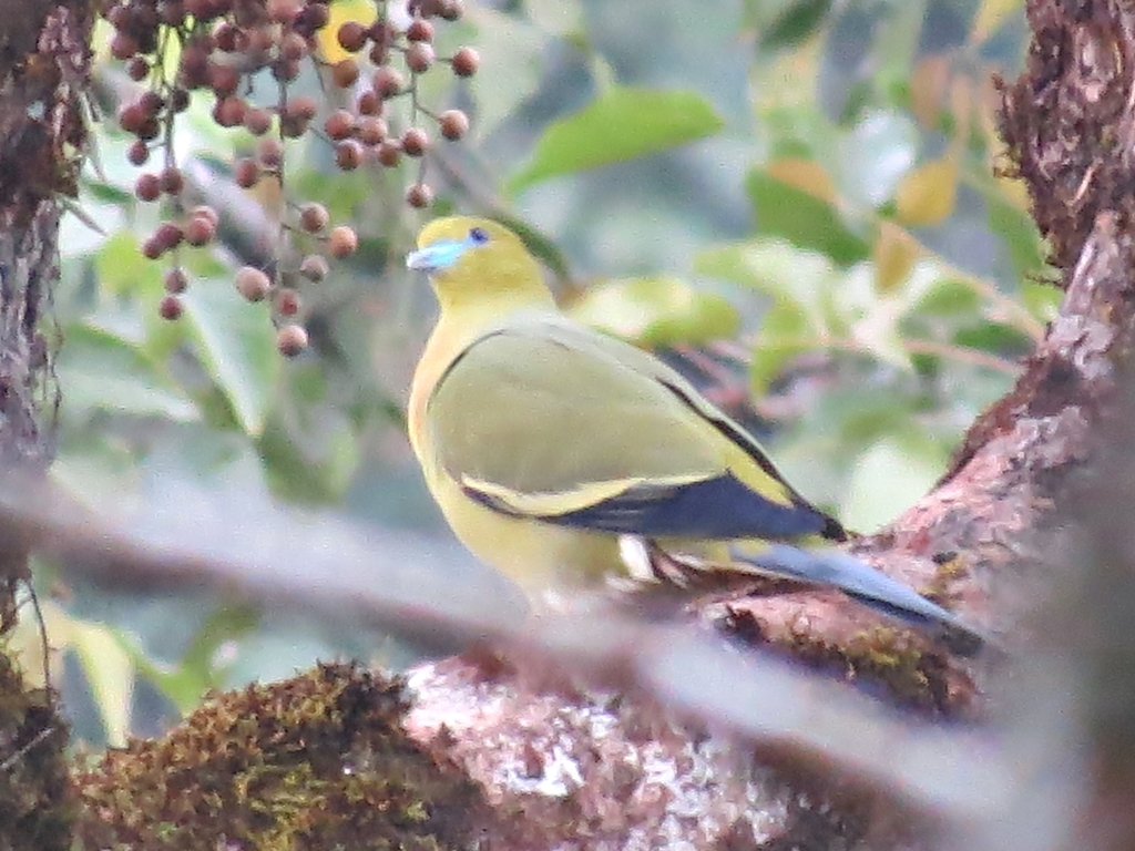 Pin-Tailed Green Pigeon