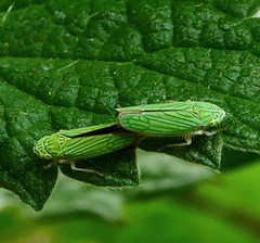 Graphocephala cythura