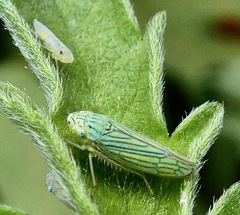 Graphocephala cythura