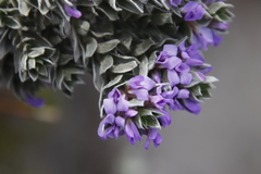 Amphithalea imbricata